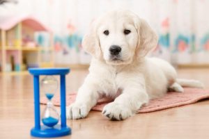 training a golden retriever | Ultimate Pet Nutrition